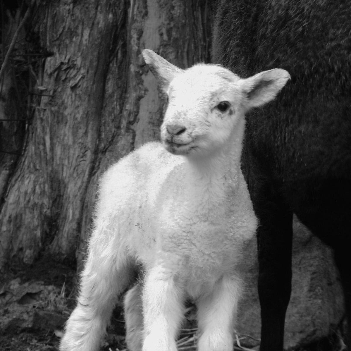 first lambs of the year! pandowdee